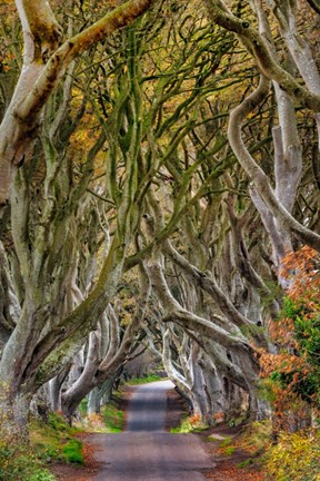 Framed Dark Hedges In County Antrim, Northern Ireland Print