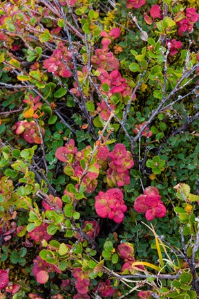 Framed Greenland, Eqip Sermia Dwarf Birch And Other Tundra Plants Print