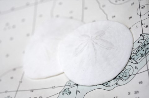 Framed Sand Dollars On Nautical Chart Print