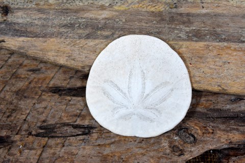 Framed Sand Dollar Still-Life Print