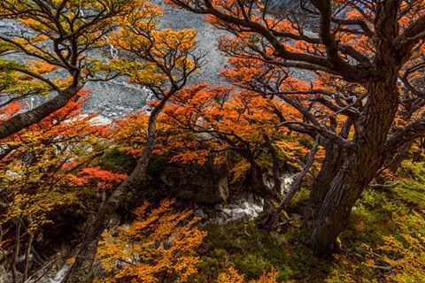Framed Argentina, Los Glaciares National Park Lenga Beech Trees In Fall Print