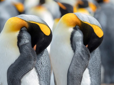 Framed King Penguin On Falkland Islands 1 Print