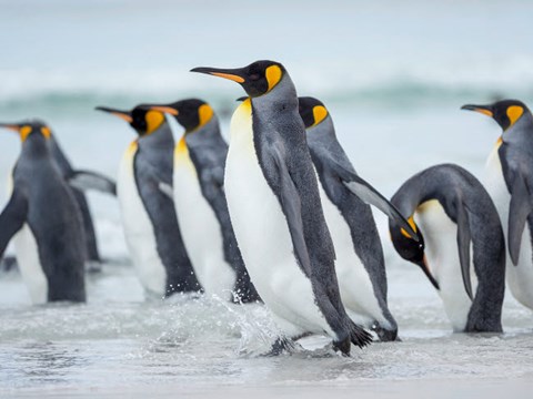 Framed King Penguin On Falkland Islands 2 Print