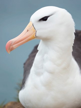 Framed Black-Browed Albatross, Falkland Islands Print