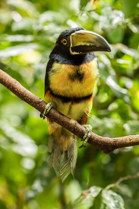 Framed Costa Rica, La Selva Biological Research Station, Collared Aricari On Limb Print