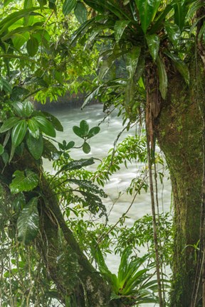 Framed Costa Rica, Sarapiqui River Valley, Rio Puerto Viejo River In Rainforest Print
