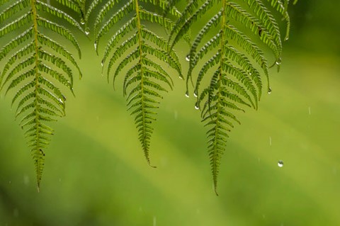 Framed Costa Rica, Sarapique River Valley Fern In Rain Print