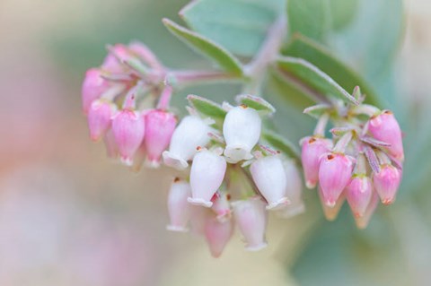 Framed Manzanita Flowers, Genus Arctostaphylos, Mount Diablo State Park Print