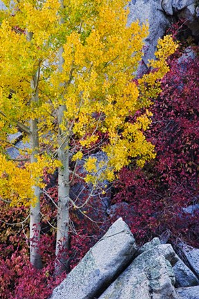 Framed California, Sierra Nevada Mountains Mountain Dogwood And Aspen Trees In Autumn Print