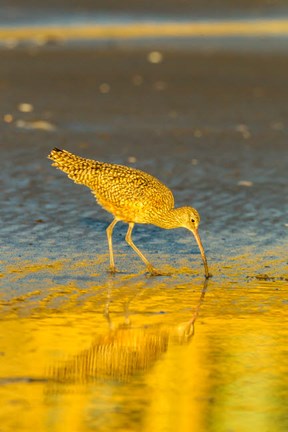 Framed California, San Luis Obispo County Long-Billed Curlew Feeding At Sunset Print