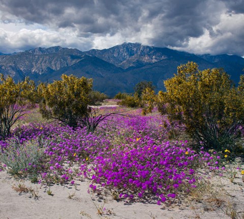 Framed Wildflowers In Spring, Coachella Valle Print