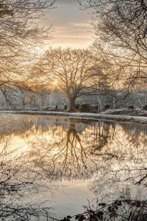 Framed Frosty Morning II Print