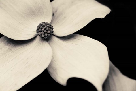 Framed Dogwood Flower Print
