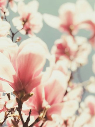 Framed Paris Petals 1 Print