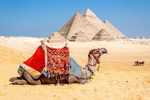 Framed Camel Resting by the Pyramids, Giza, Egypt Print