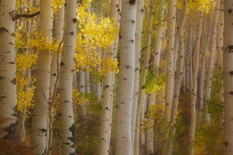 Framed Colorado, Gunnison National Forest, Aspen Trees Highlighted At Sunrise Print