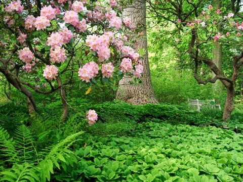 Framed Rhododendrons And Trees In A Park Setting Print