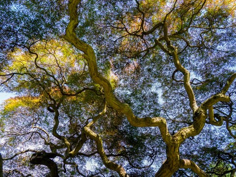 Framed Looking Up At The Sky Through A Japanese Maple Print