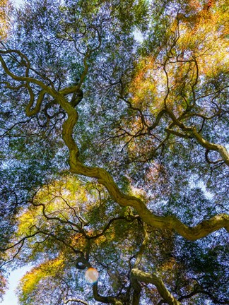 Framed Delaware, Looking Up At The Sky Through A Japanese Maple Print