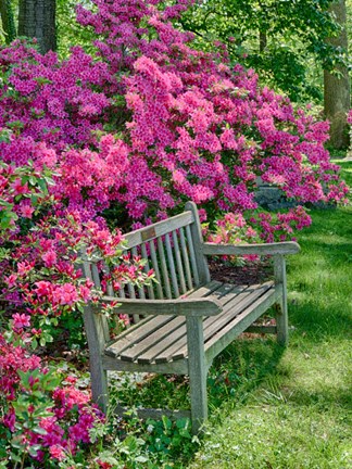 Framed Delaware, A Dedication Bench Surrounded By Azaleas In A Garden Print