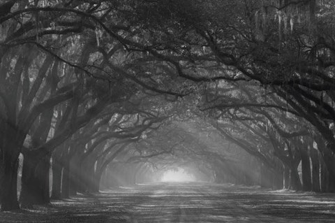 Framed Georgia, Savannah, Wormsloe Plantation Drive In The Early Morning With Rays Of The Sun Print