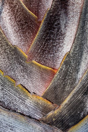 Framed Fan Detail Of Travelers Palm Tree, Maui, Hawaii Print