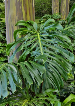 Framed Split Leaf Philodendron And Rainbow Eucalyptus Tree, Kula Botanical Gardens, Maui, Hawaii Print