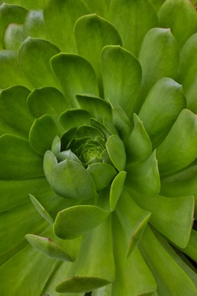 Framed Succulent Close-Up, Upcountry, Maui, Hawaii Print