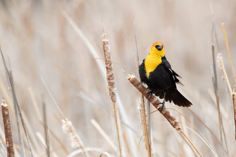 Framed Idaho, Market Lake Wildlife Management Area, Yellow-Headed Blackbird On Cattail Print