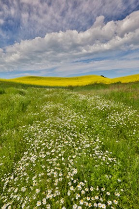 Framed Large Field Of Canola On The Washington State And Idaho Border Near Estes, Idaho Print