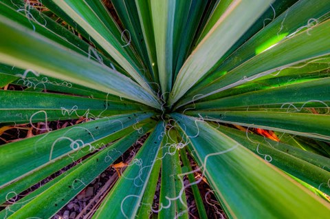Framed Close-Up Of Yucca Plant Leaves Print