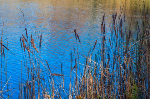 Framed Cattails At Edge Of Lake Print