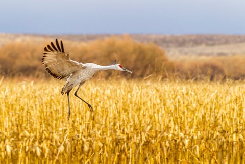 Framed Sandhill Crane Landing Print