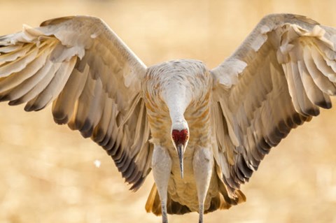 Framed Close-Up Of Sandhill Crane Landing Print