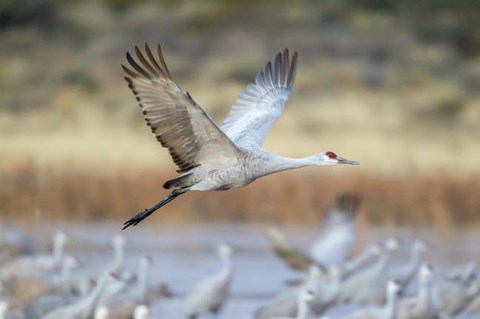 Framed Sandhill Crane Flying Print