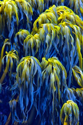 Framed Oregon, Bandon Abstract Photo Of Pacific Sea Kelp Print