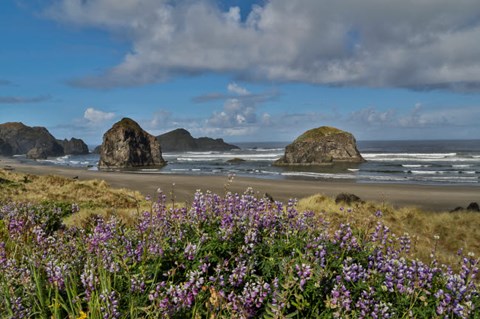 Framed Lupine Along Southern Oregon Coastline Print
