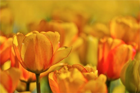 Framed Tulip Garden, Longwood Gardens, Pennsylvania Print