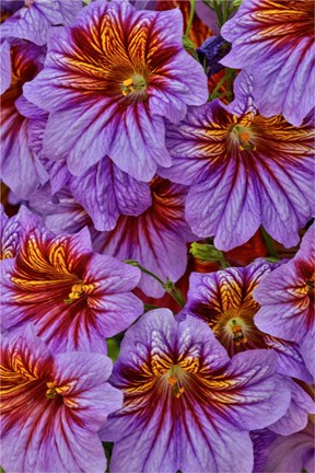 Framed Painted Tongue In Longwood Gardens Conservatory, Pennsylvania Print