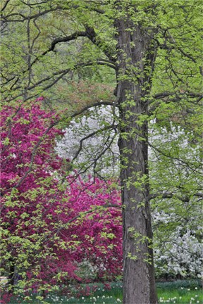 Framed Flowering Crabapple Trees, Chanticleer Garden, Pennsylvania Print
