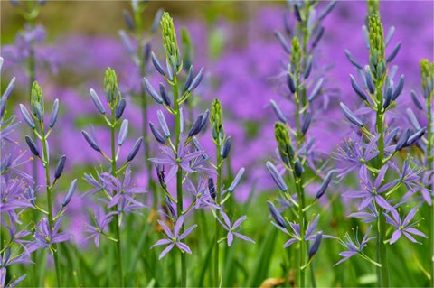Framed Camas Along Bell&#39;s Run Creek, Chanticleer Garden, Pennsylvania Print