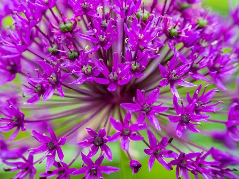 Framed Close-Up Of Flowering Bulbous Perennial Purple Allium Flowers Print
