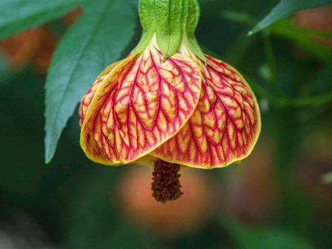 Framed Close-Up Of A Abutilon &#39;Red Tiger&#39; Print