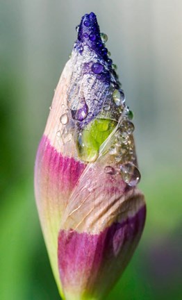 Framed Dewdrops On An Iris Bud Print