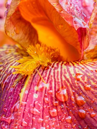 Framed Close-Up Of Dewdrops On A Pink Iris Print