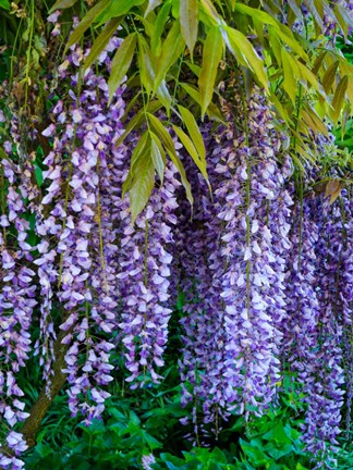 Framed Purple Wisteria Blossoms Hanging From A Trellis Print