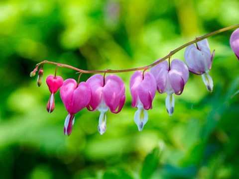 Framed Close-Up Of A Bleeding Heart Flower Print