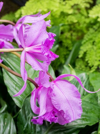 Framed Variety Of Pink Orchid Print