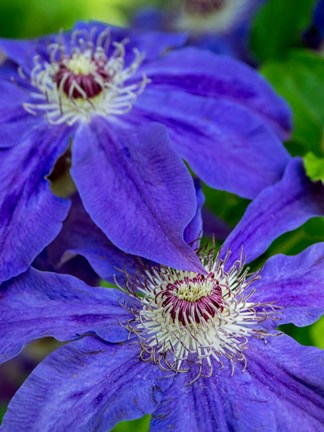 Framed Close-Up Of A Blue Clematis Print