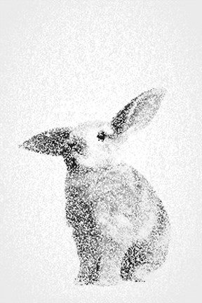 Framed White Bunny III Print